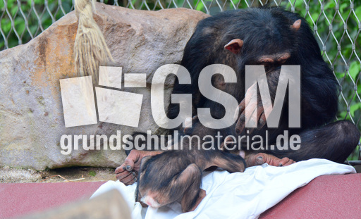 Schimpanse_1 (11).jpg